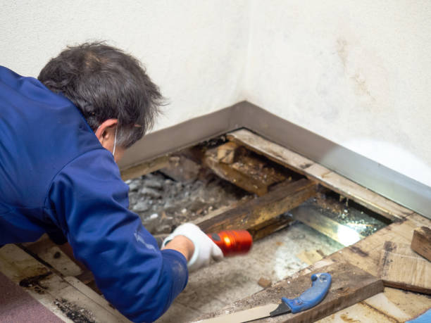 Best Emergency Mold Remediation in Pine Hills, CA