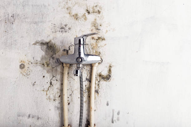 Best Mold Testing and Inspection Services in Pine Hills, CA