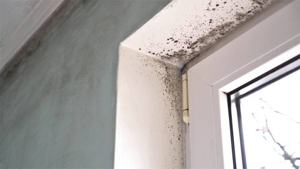 Professional Mold Remediation in Pine Hills, CA