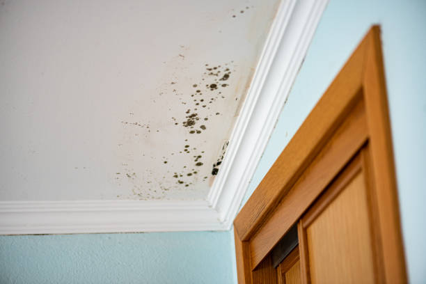 Best Commercial Mold Remediation in Pine Hills, CA